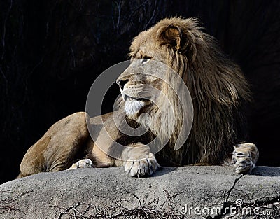 Male Lion 1 Editorial Stock Photo