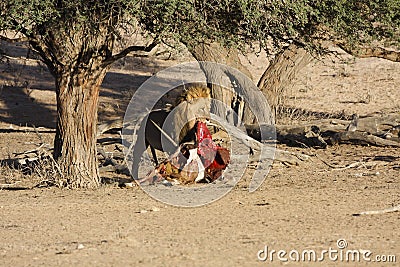 Male lion eating a death Oryx Stock Photo