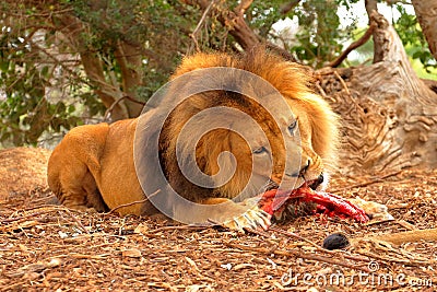 Male lion eating Stock Photo