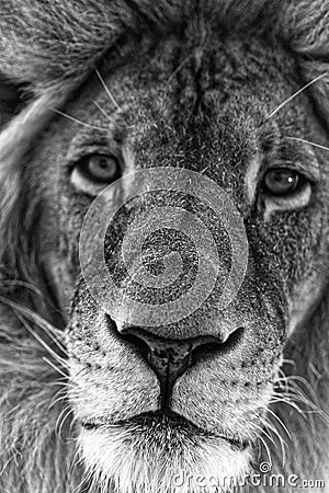Old male lion face close-up, monochrome image Stock Photo