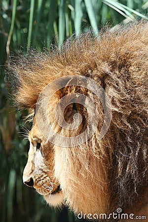 Male lion head Stock Photo
