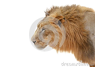 Male lion head isolated Stock Photo