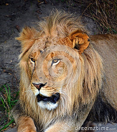 Male lion: Highly distinctive, the male lion is easily recognized by its mane, Stock Photo