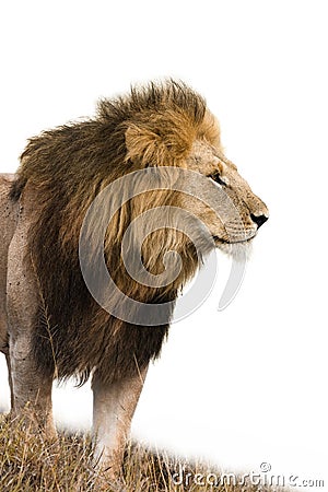 Male lion isolated Stock Photo