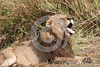 Male lion in Kruger National Park Editorial Stock Photo