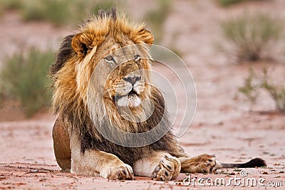 Male lion lay in kgalagadi Stock Photo