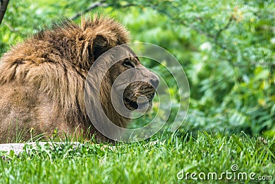 Male Lion laying down in grass Stock Photo