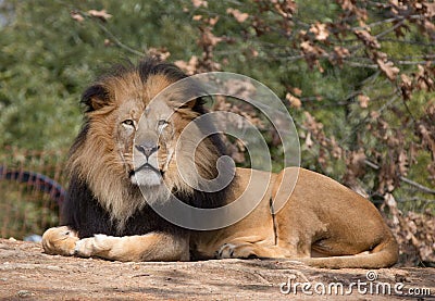 Male lion laying down. Stock Photo