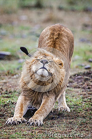 Male lion lying in the grass at sunset Masai Mara. Stock Photo