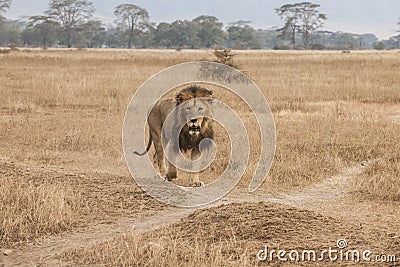 Male Lion, in Savanna of Ngorongoro Crater, Tanzania, Africa Stock Photo