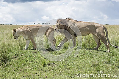 Lion couple in courtship Stock Photo
