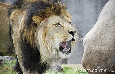 A Male Lion, Panthera leo, Roaring Loudly Stock Photo