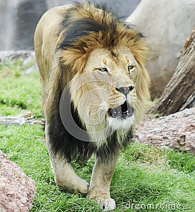 A Male Lion, Panthera leo, Roaring Loudly Stock Photo