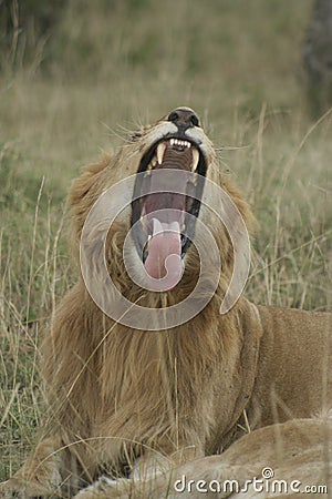 A Male Lion Panthera LeoSimba in swahili Yawning Stock Photo