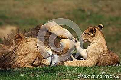 Male Lion playing with cub Stock Photo