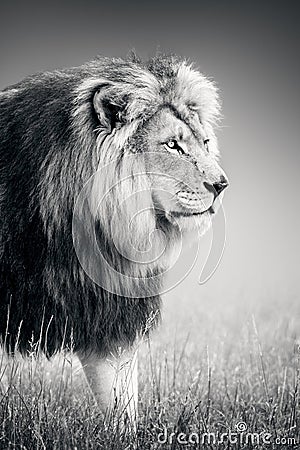 Male lion portrait close-up while walking and highly focused Stock Photo