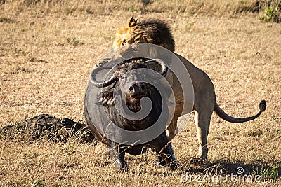 Male lion pulls down buffalo from behind Stock Photo