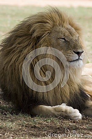 Male Lion resting Stock Photo