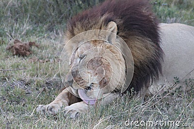 Male lion resting after eating Stock Photo