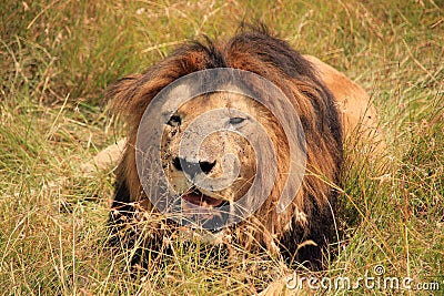 Male Lion Resting in the Grass Stock Photo