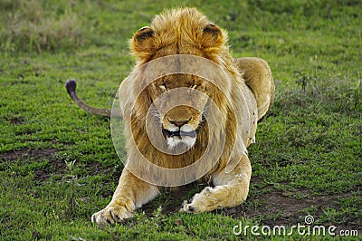 Male lion resting in green grass, Ngorogoro Crater Stock Photo