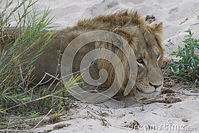 Male Lion Resting at river bank Stock Photo