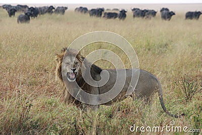 Male lion roars Stock Photo