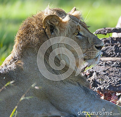 Male Lion, showing mane Stock Photo
