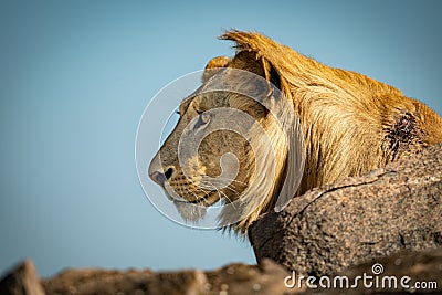 Male lion sits among rocks looking left Stock Photo
