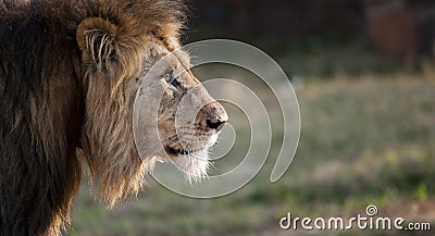 Male Lion South Africa Stock Photo