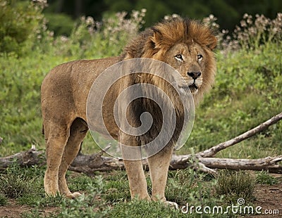 Male Lion Stock Photo