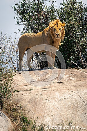 Male lion stands on rock by bush Stock Photo