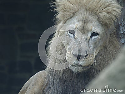 Lion stares With Dark Eyes Stock Photo