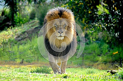 Male lion stalking prey and protecting his pride. Stock Photo