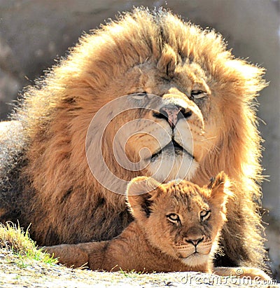 Male Lion watching over his cub. Stock Photo