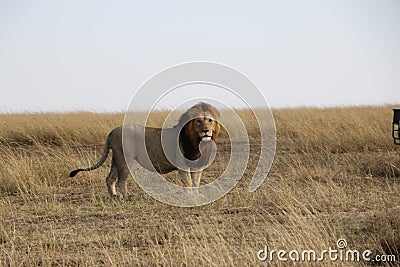 Male Lion in the wild maasai mara Stock Photo