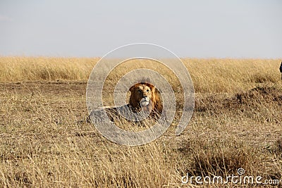 Male lion in the wild Stock Photo