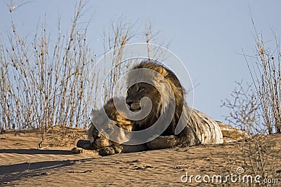 Male lions Stock Photo