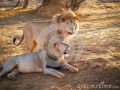 Male lions together, in shade Stock Photo