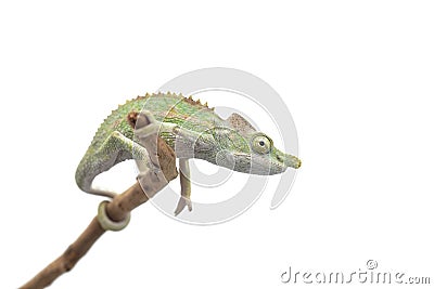 Male Lizard Antimena chameleon isolated on white background Stock Photo