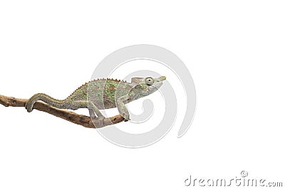 Male Lizard Antimena chameleon isolated on white background Stock Photo