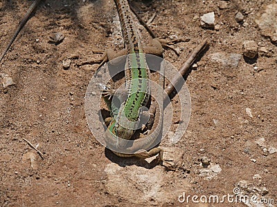 Lizard copulation during mating Stock Photo