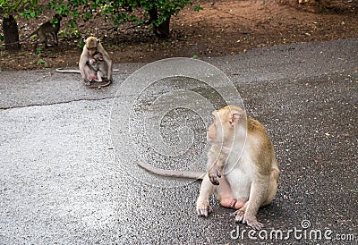 Male long-tailed monkey stares at mother and child monkey like h Stock Photo
