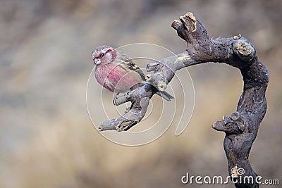 Long-tailed Rosefinch Stock Photo