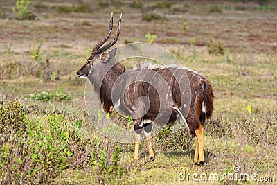 Male Lowland Nyala antelope on grassland in the Western Cape Stock Photo