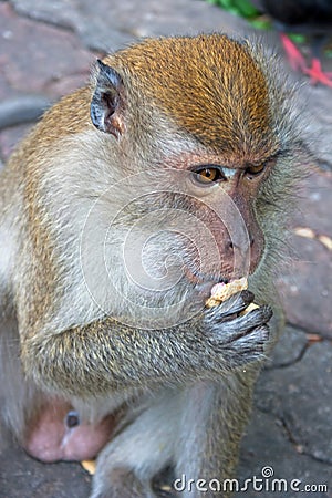 Male Macaque eating a peanut Stock Photo