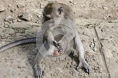 Male macaque monkey sitting, genitals visible Stock Photo