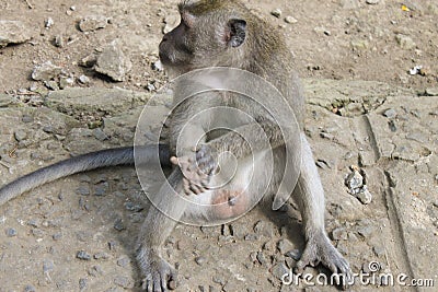 Male macaque monkey sitting, genitals visible Stock Photo