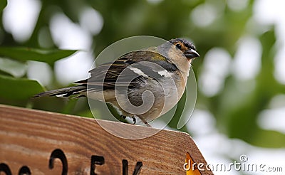 Male of a Madeiran Chaffinch Stock Photo