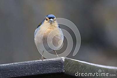 Male of Madeiran chaffinch, Fringilla coelebs maderensis Stock Photo